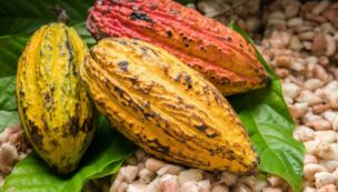 Cocoa Beans