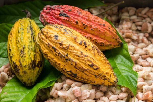 Cocoa Beans