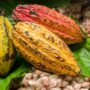 Cocoa Beans